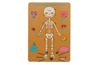 Encastre Cuerpo Humano
